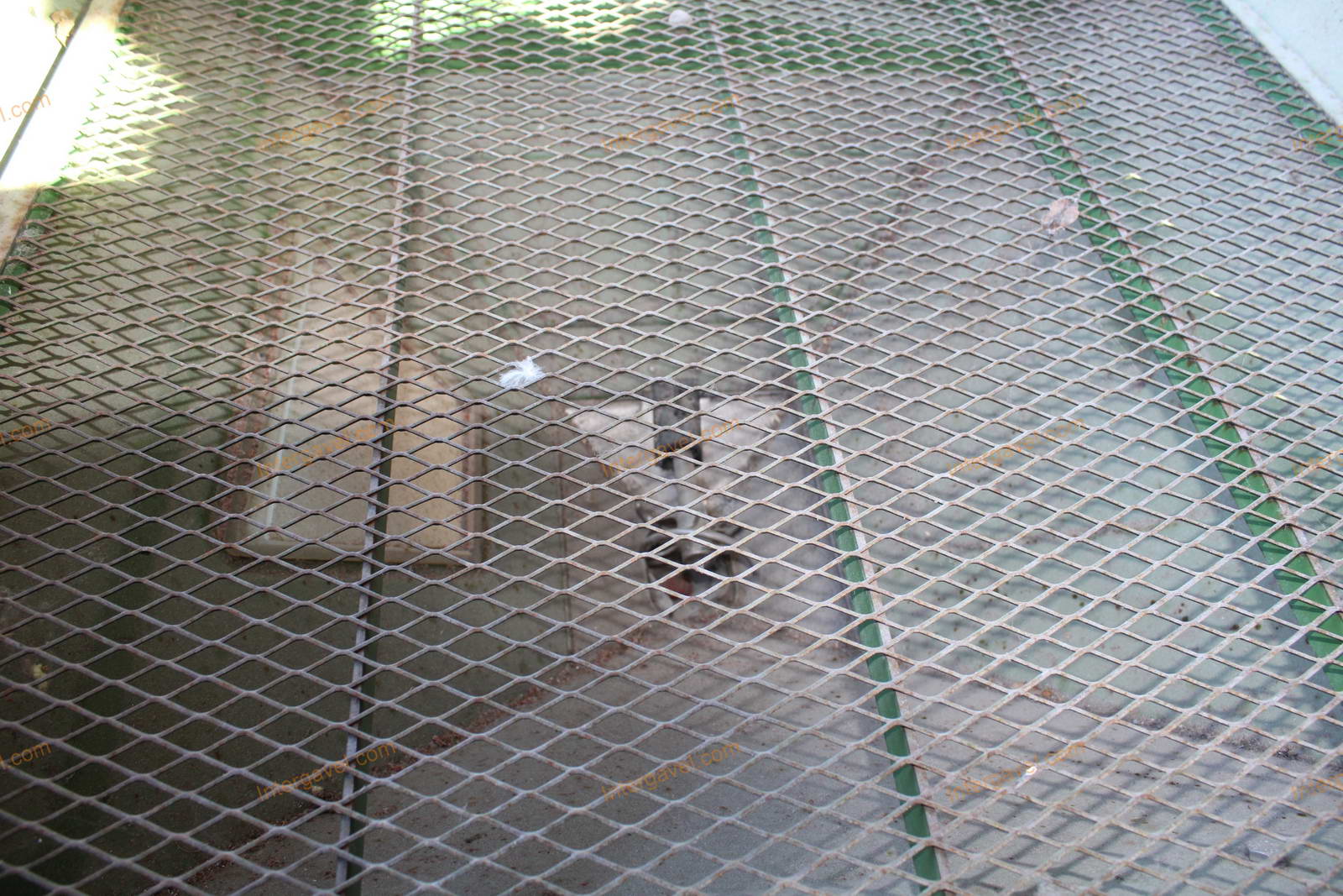 Műtrágyaszóró - Amazone, ZA-M Premis 12