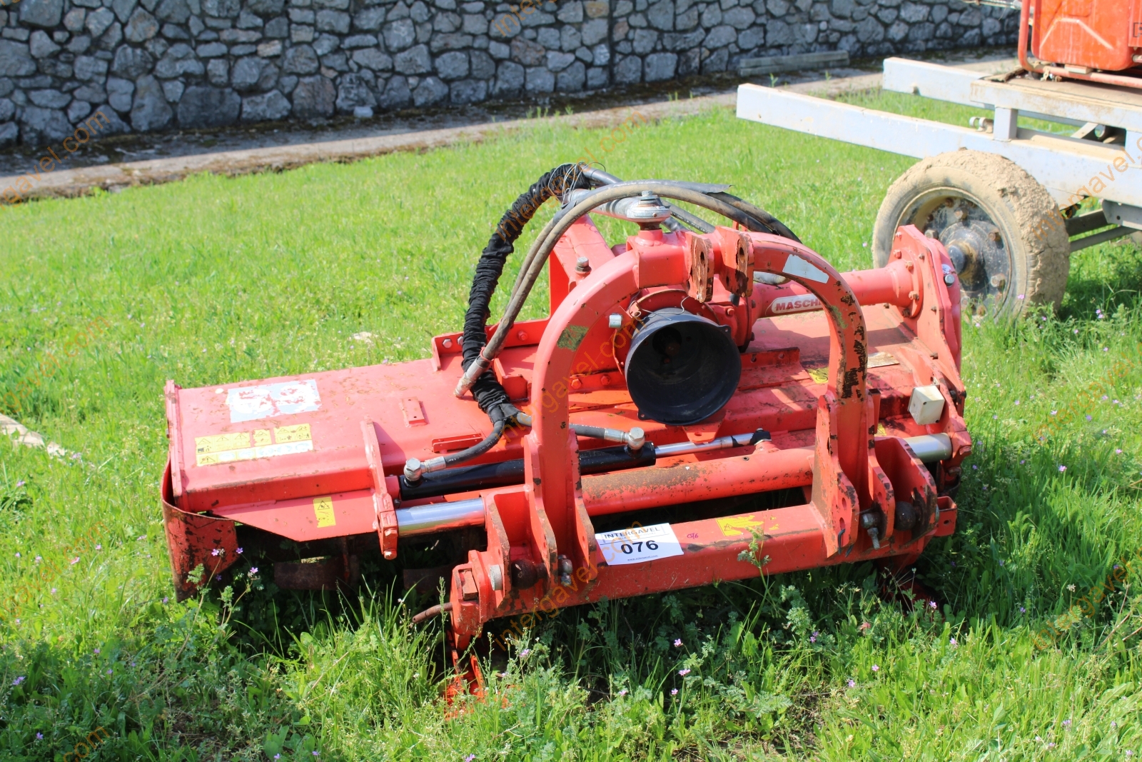 Talajmaró - Maschio 1