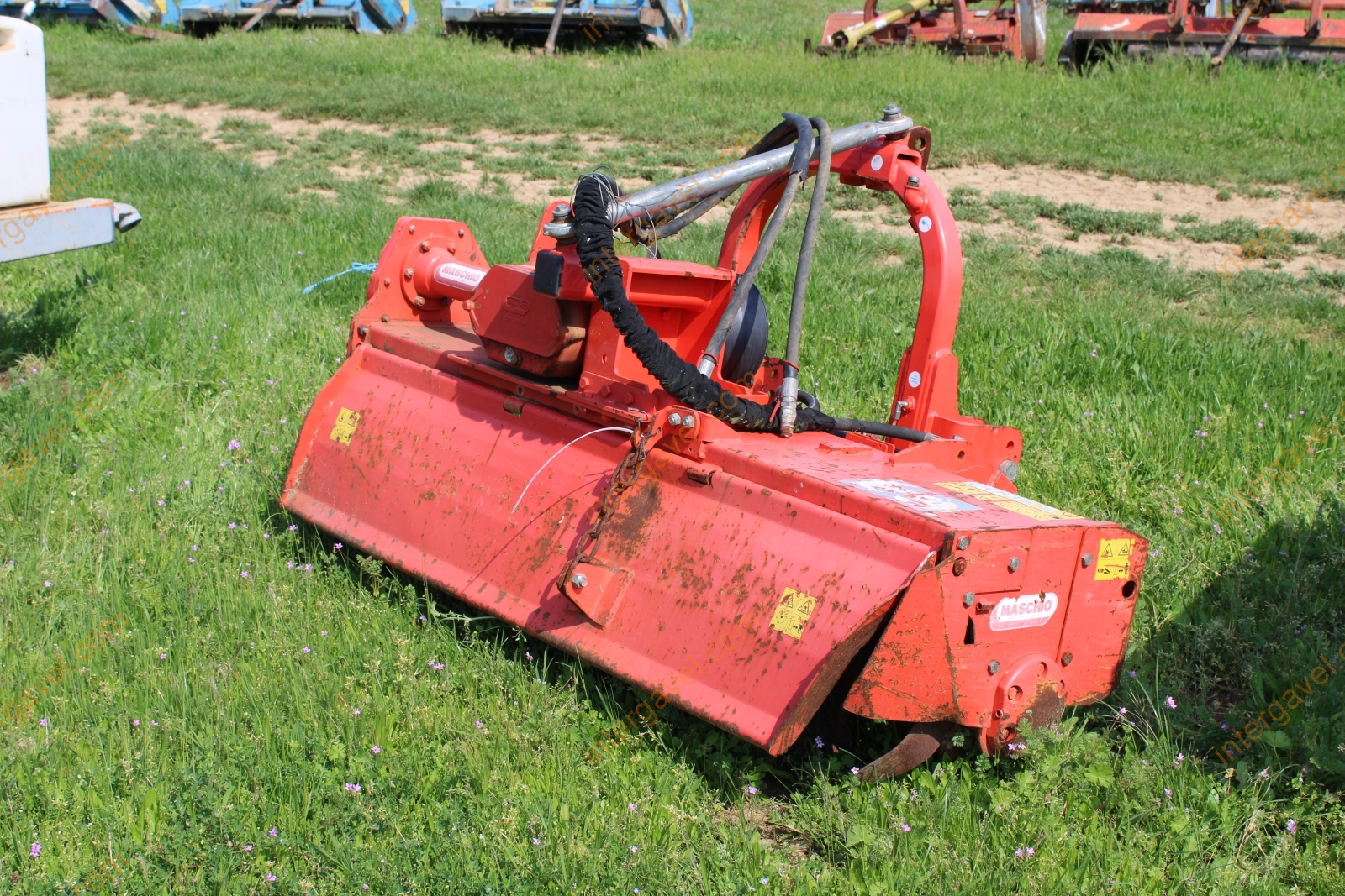 Talajmaró - Maschio 2