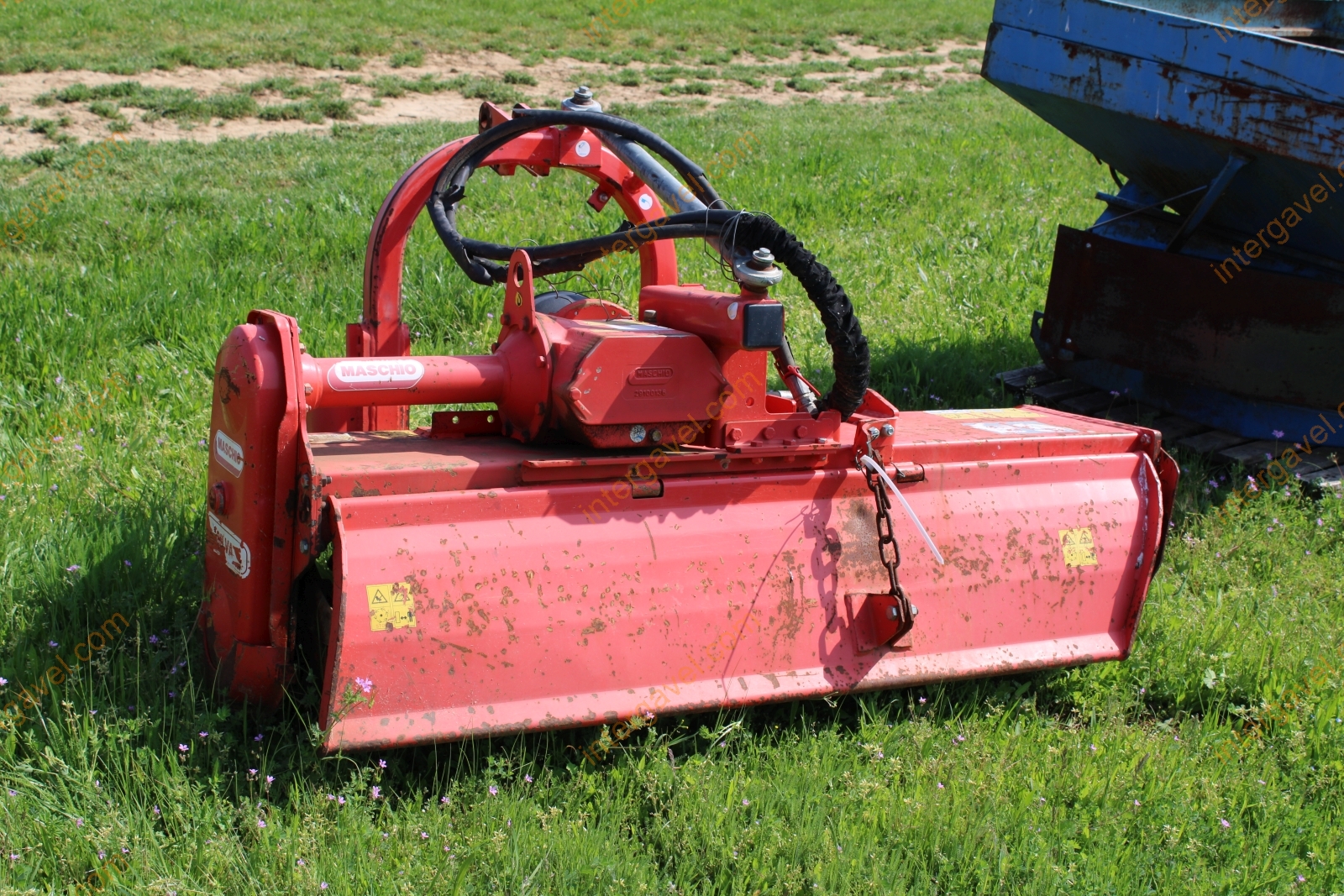 Talajmaró - Maschio 3