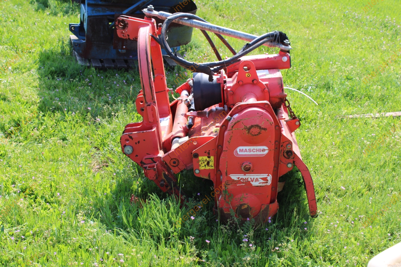 Talajmaró - Maschio 4
