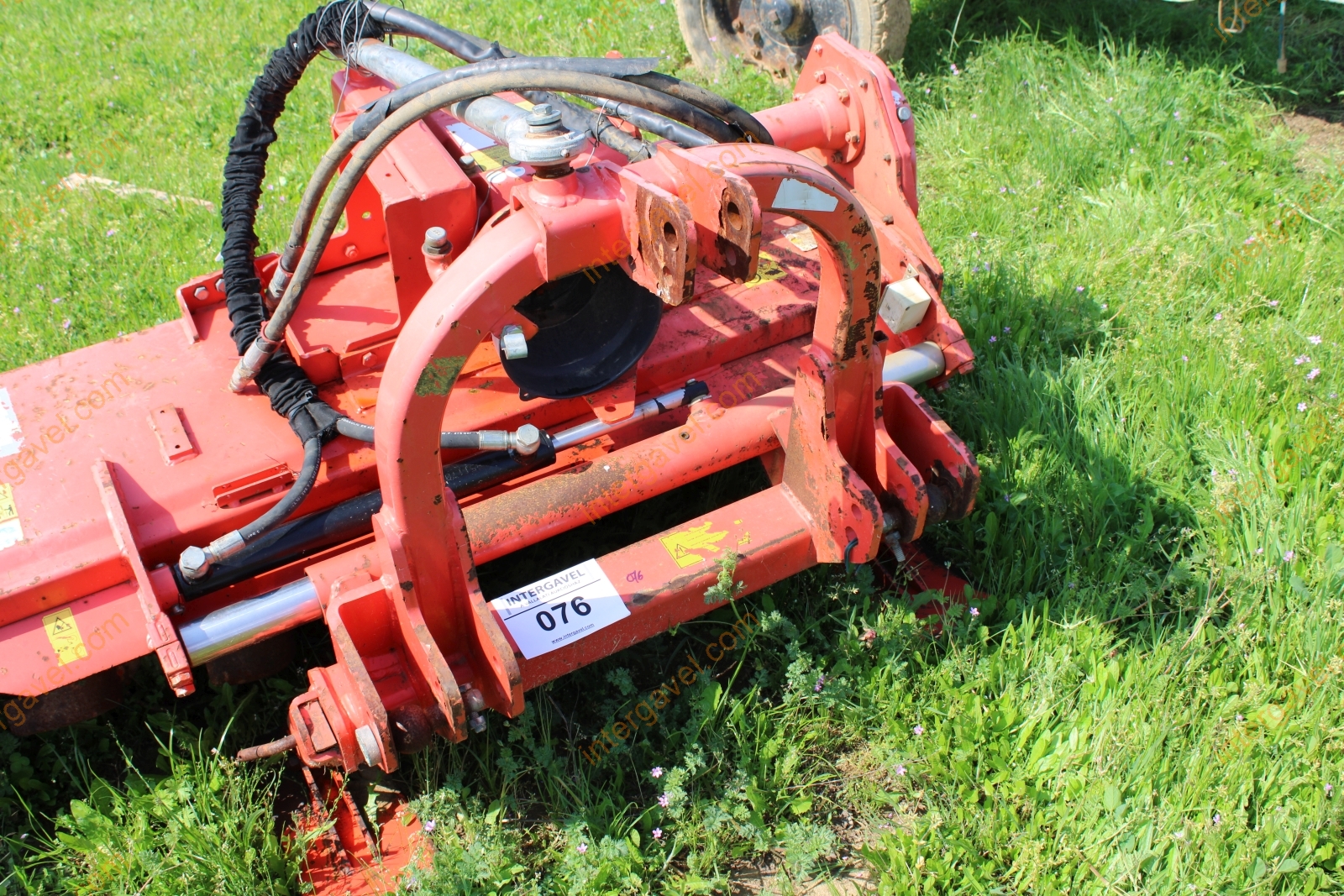 Talajmaró - Maschio 5