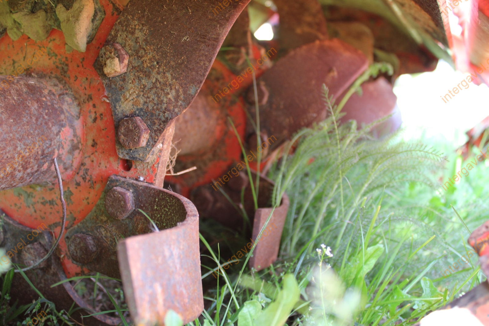 Talajmaró - Maschio 6