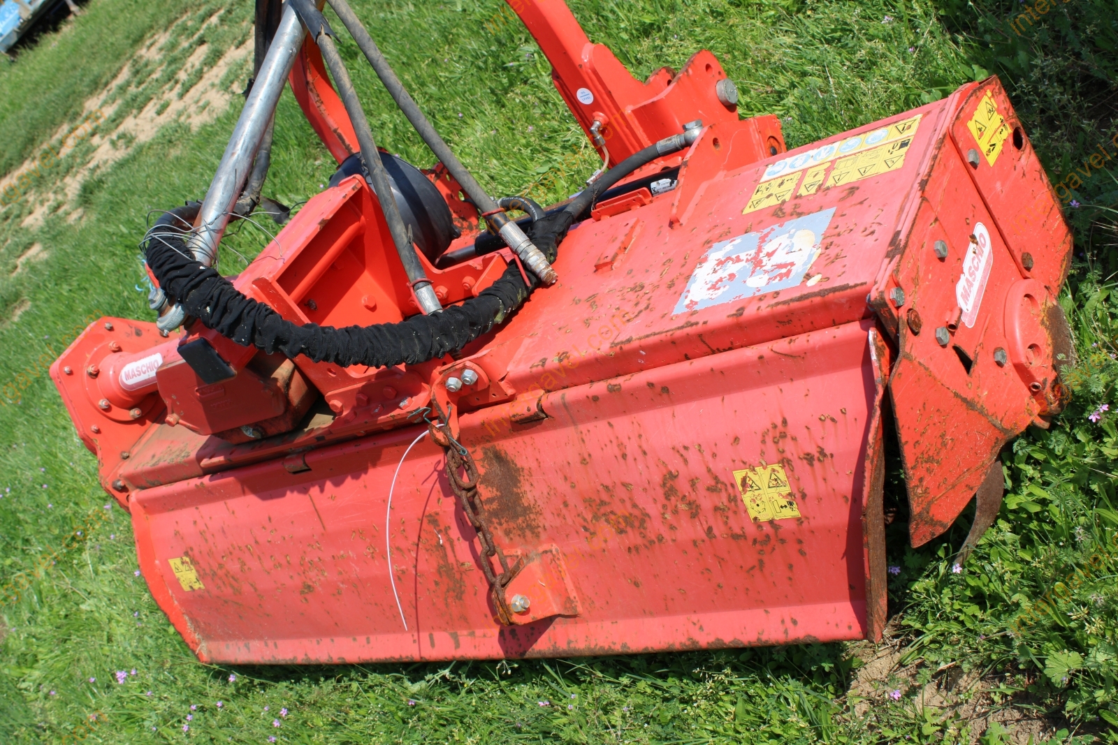 Talajmaró - Maschio 7