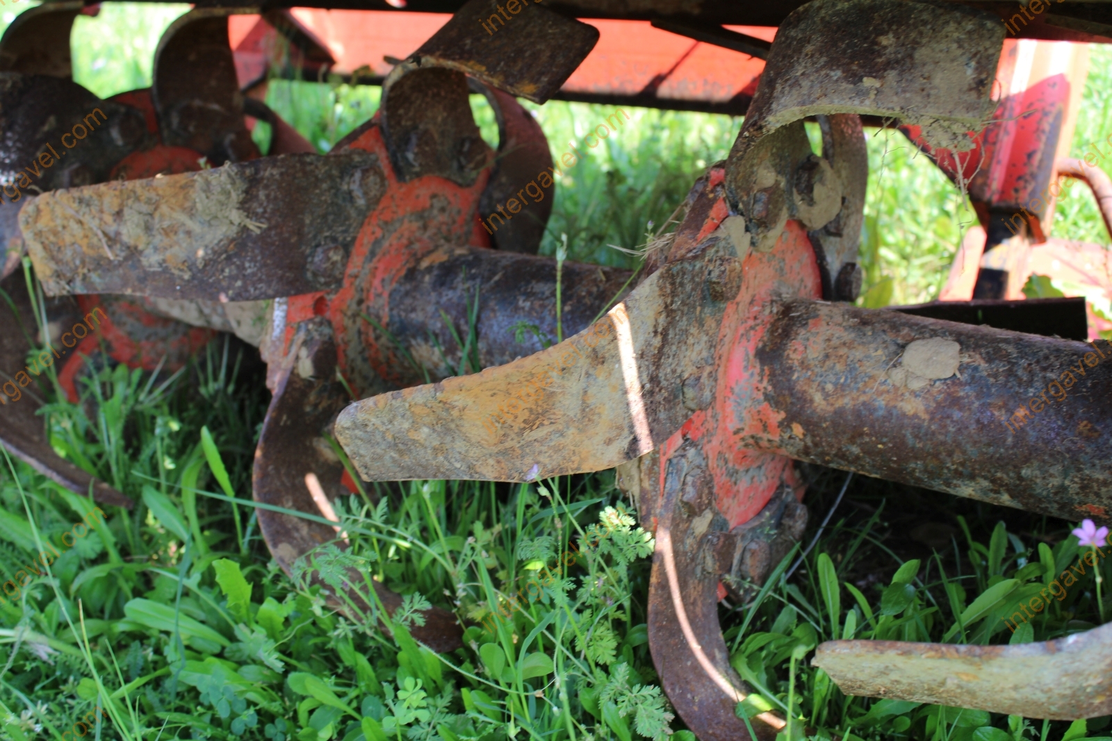 Talajmaró - Maschio 8