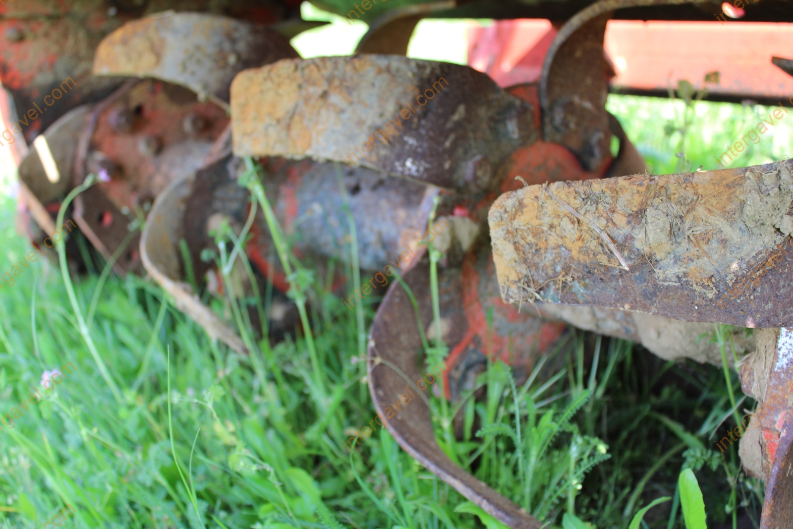 Talajmaró - Maschio 9