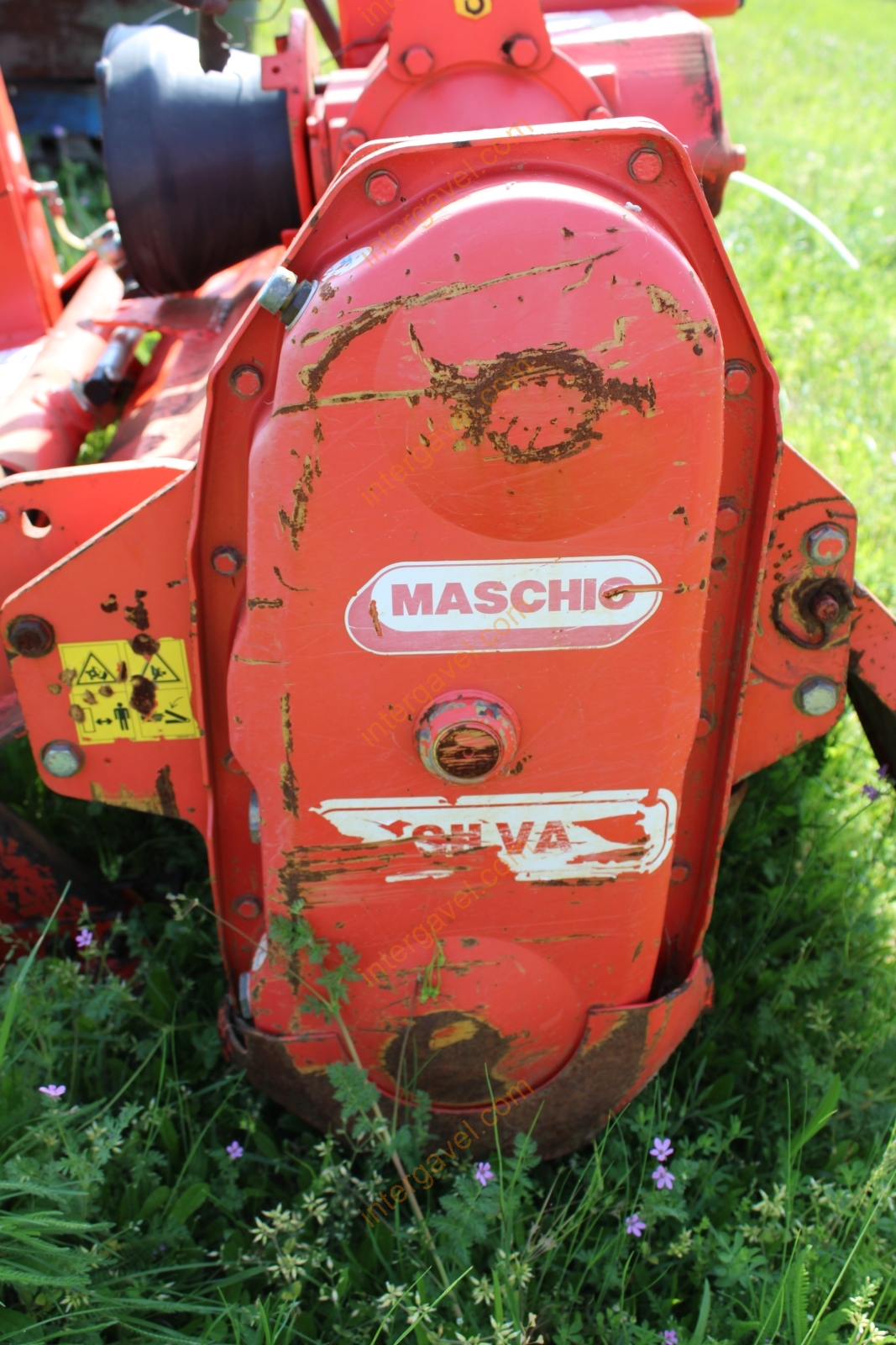 Talajmaró - Maschio 11